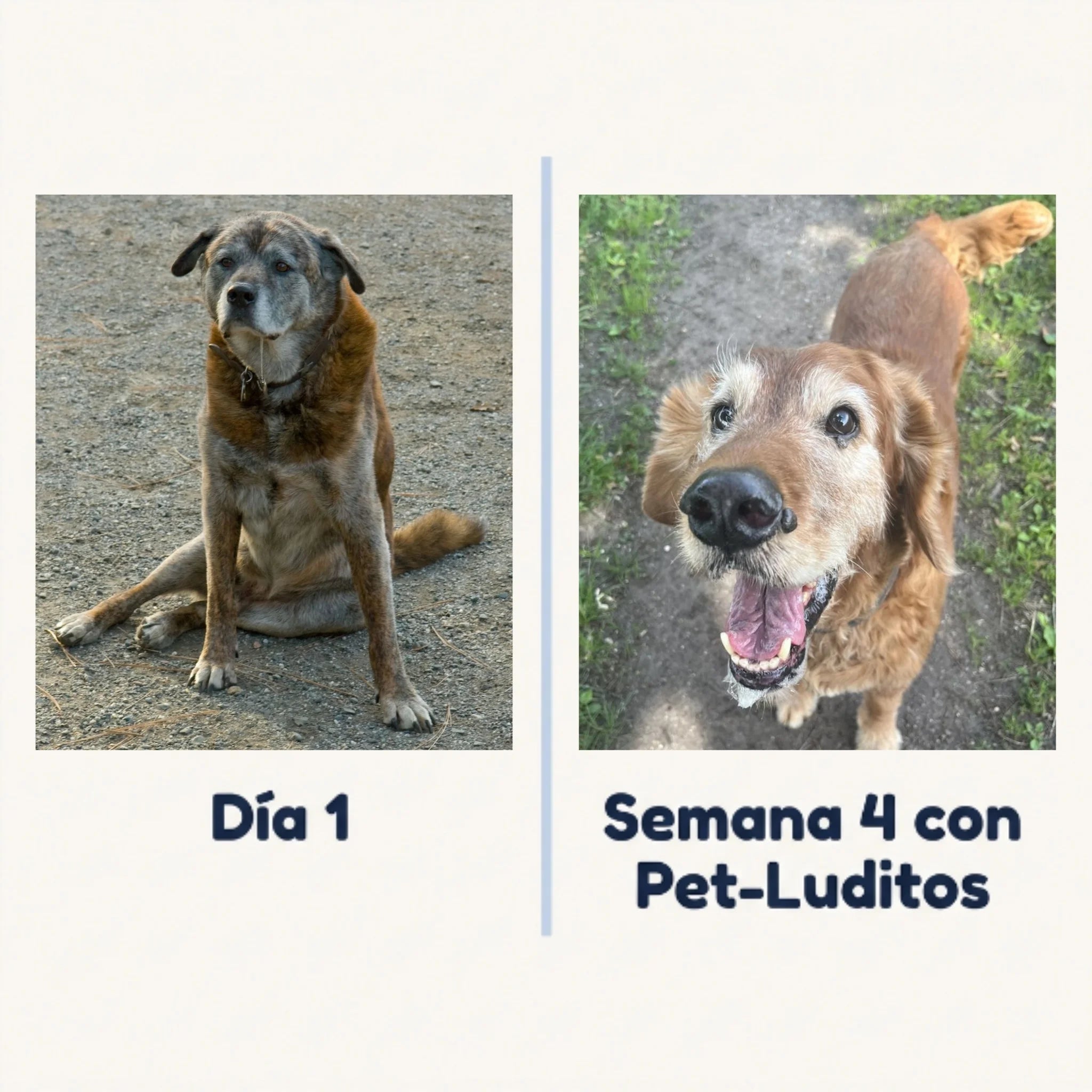Colágeno Micro-Absorb Premium